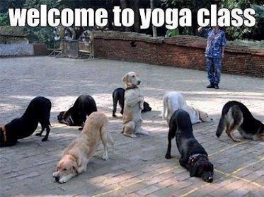 dog yoga joke
