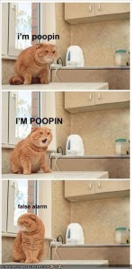 funny cats pics