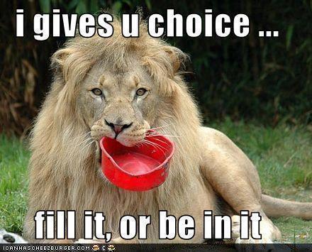 funny lion joke pic