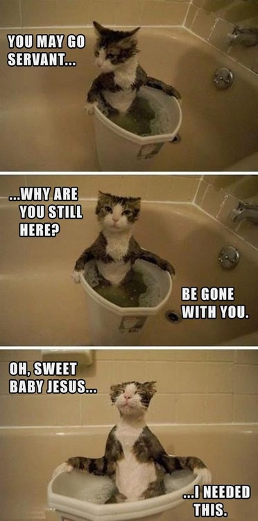 funny lolcat takes a bath