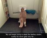 hilarious cat joke of the day