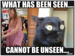 best funny lolcat pic