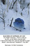 bluebird joke pic
