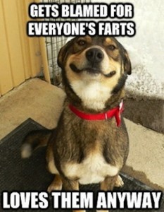 dog funny pic