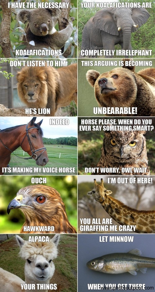hilarious animals