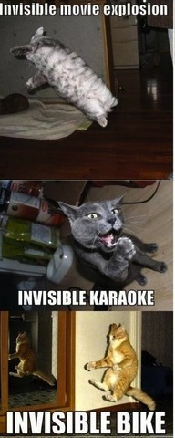 invisible cats 2