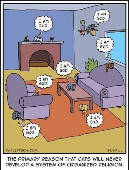 funny cats cartoon