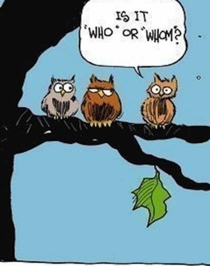 funny owls cartoon